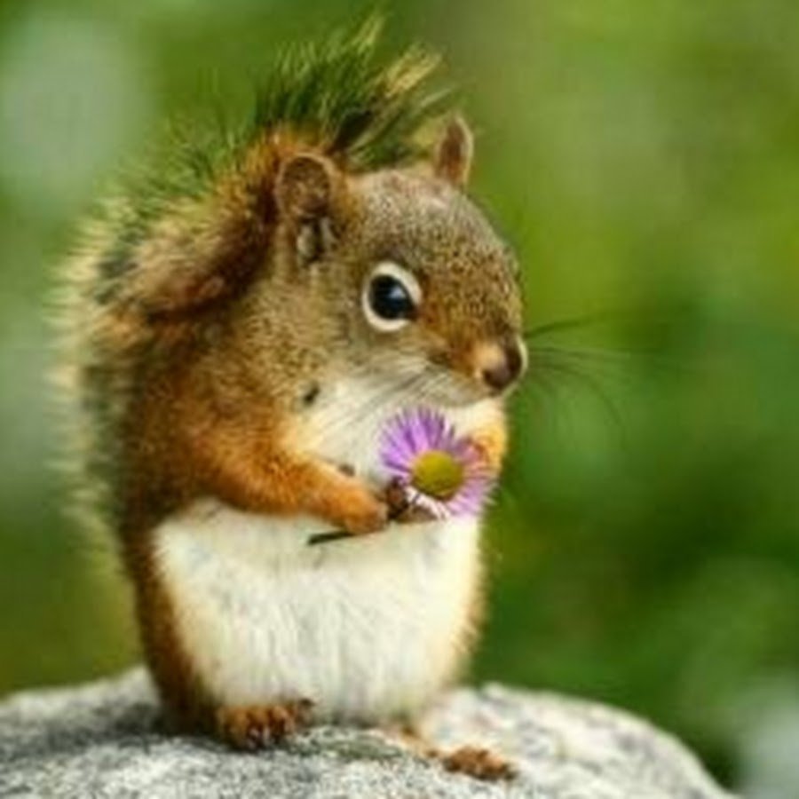 Тебе цветочек