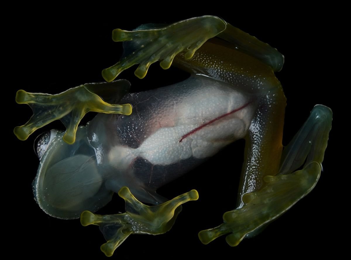 Оцепенение лягушки