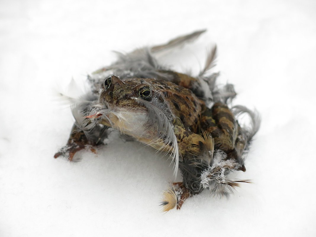 Лягушка во льду