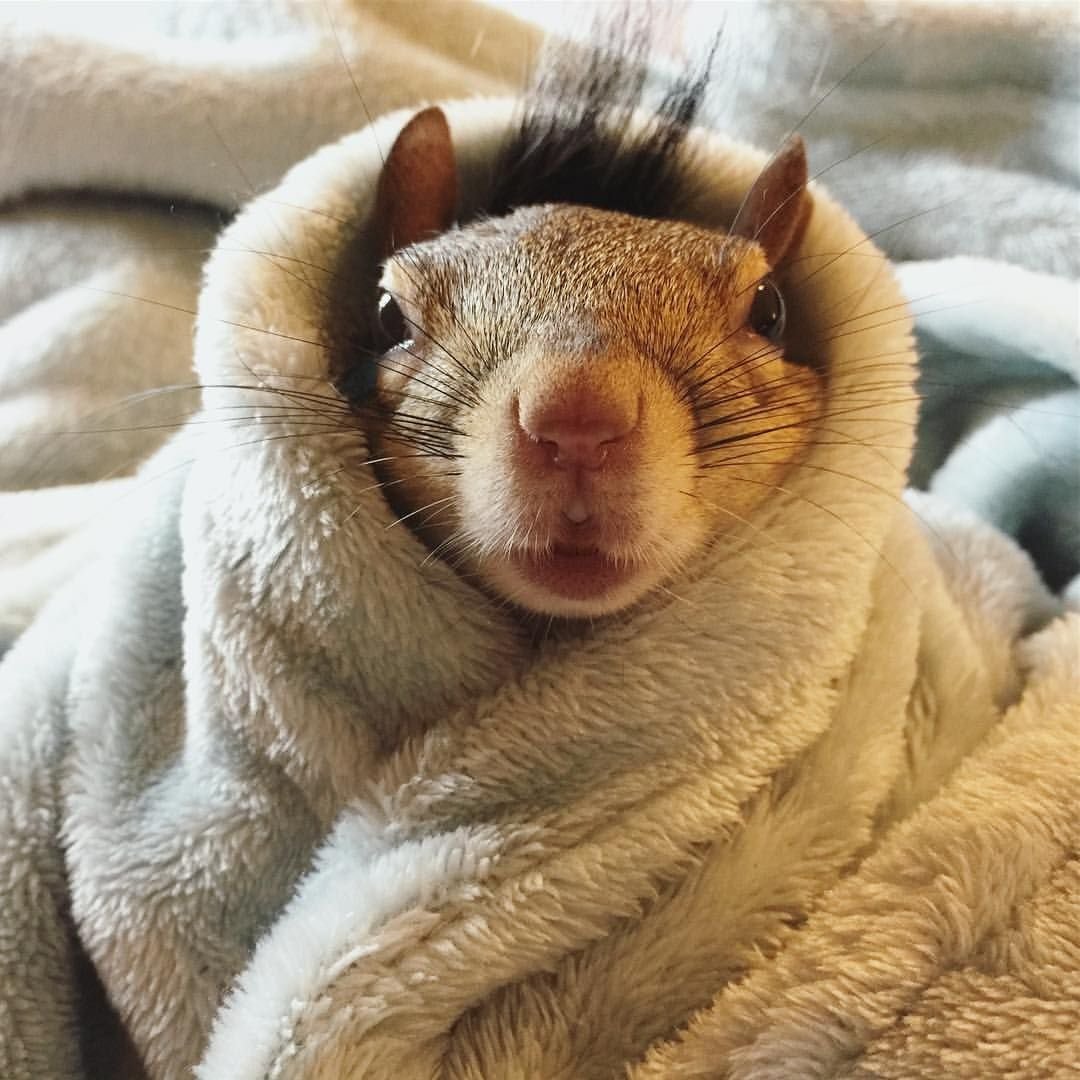 Сушеная белка