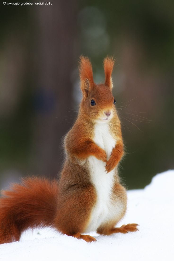 Самая милая белка