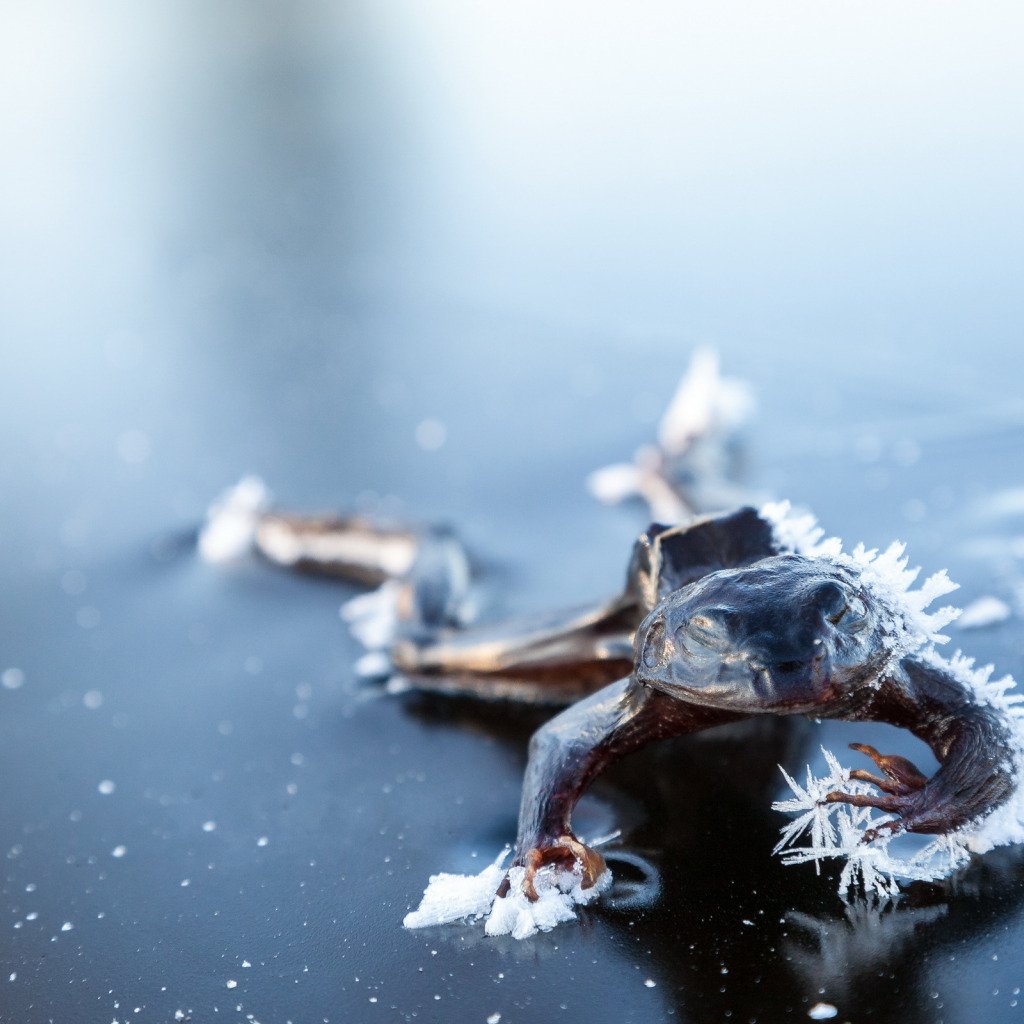 Лягушачий Анабиоз