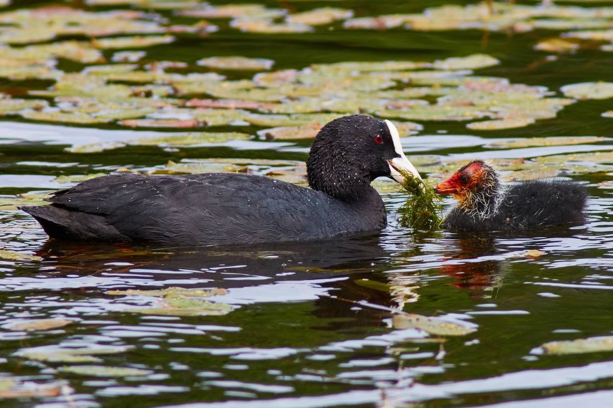 Болотная Курочка лысуха