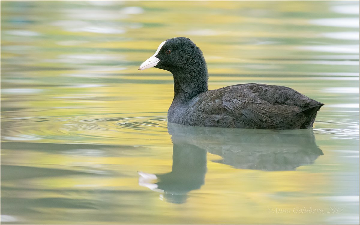 Гагара лысуха