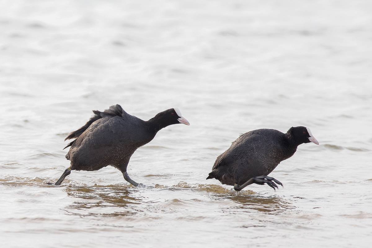 Утка лысуха