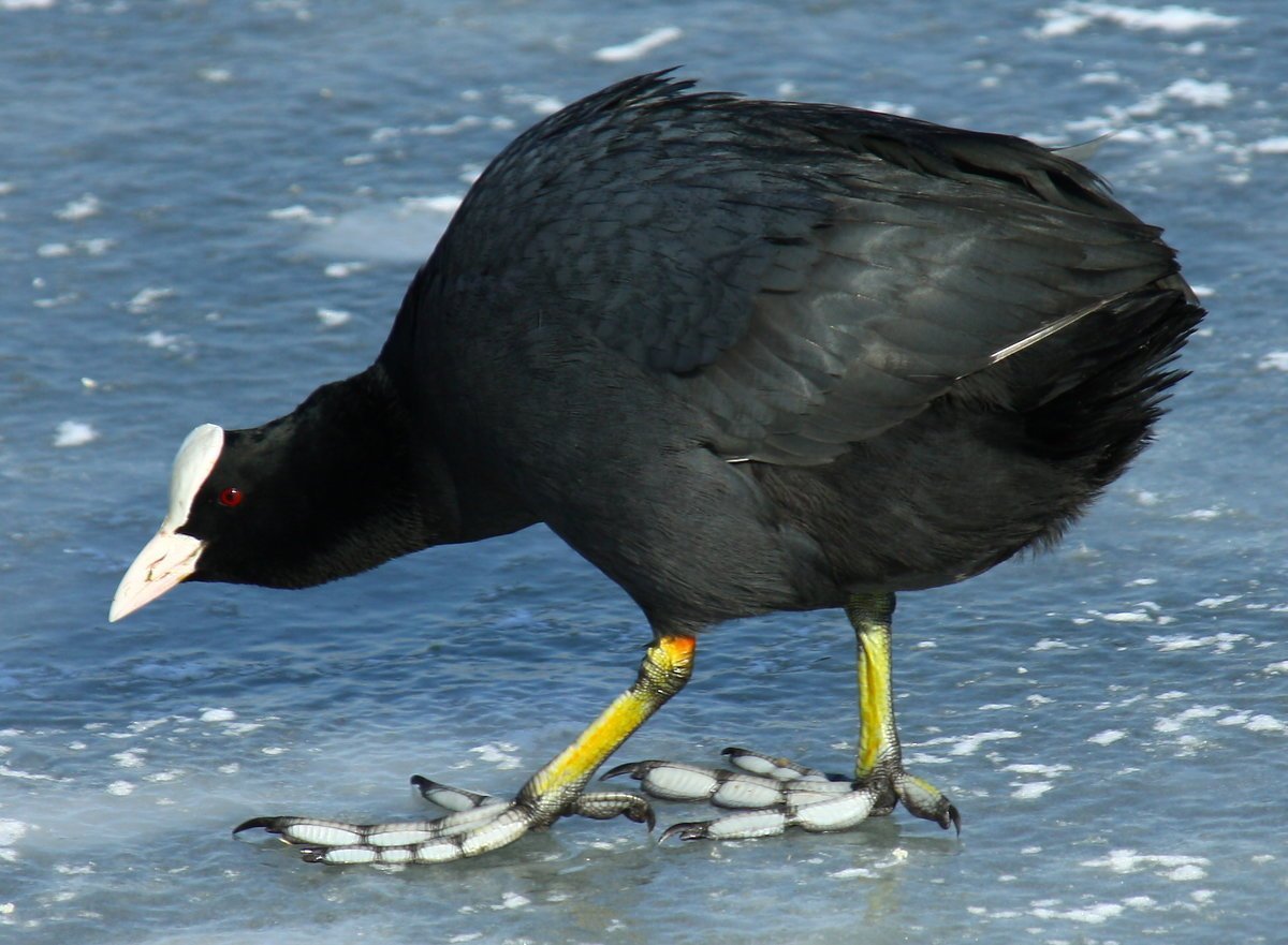 Лысуха птица