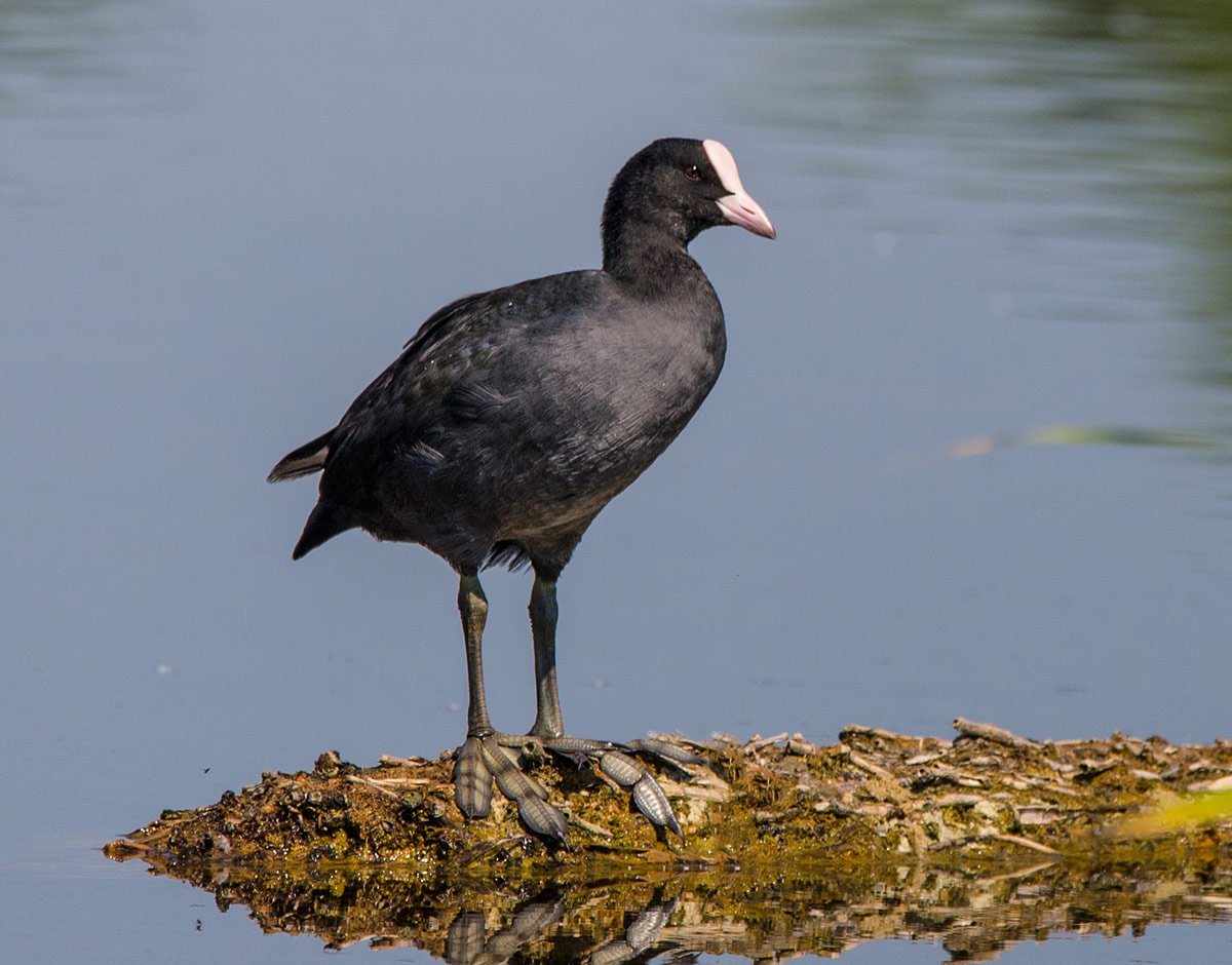 Болотная Курочка лысуха
