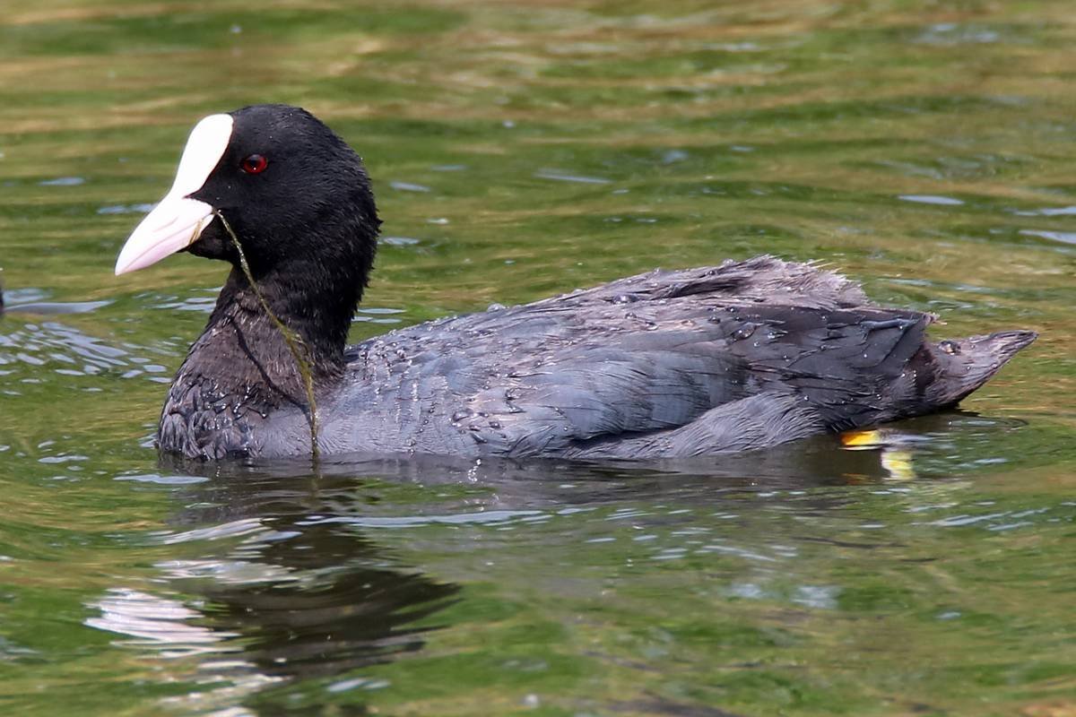 Лысуха – Fulica atra (l., 1758)