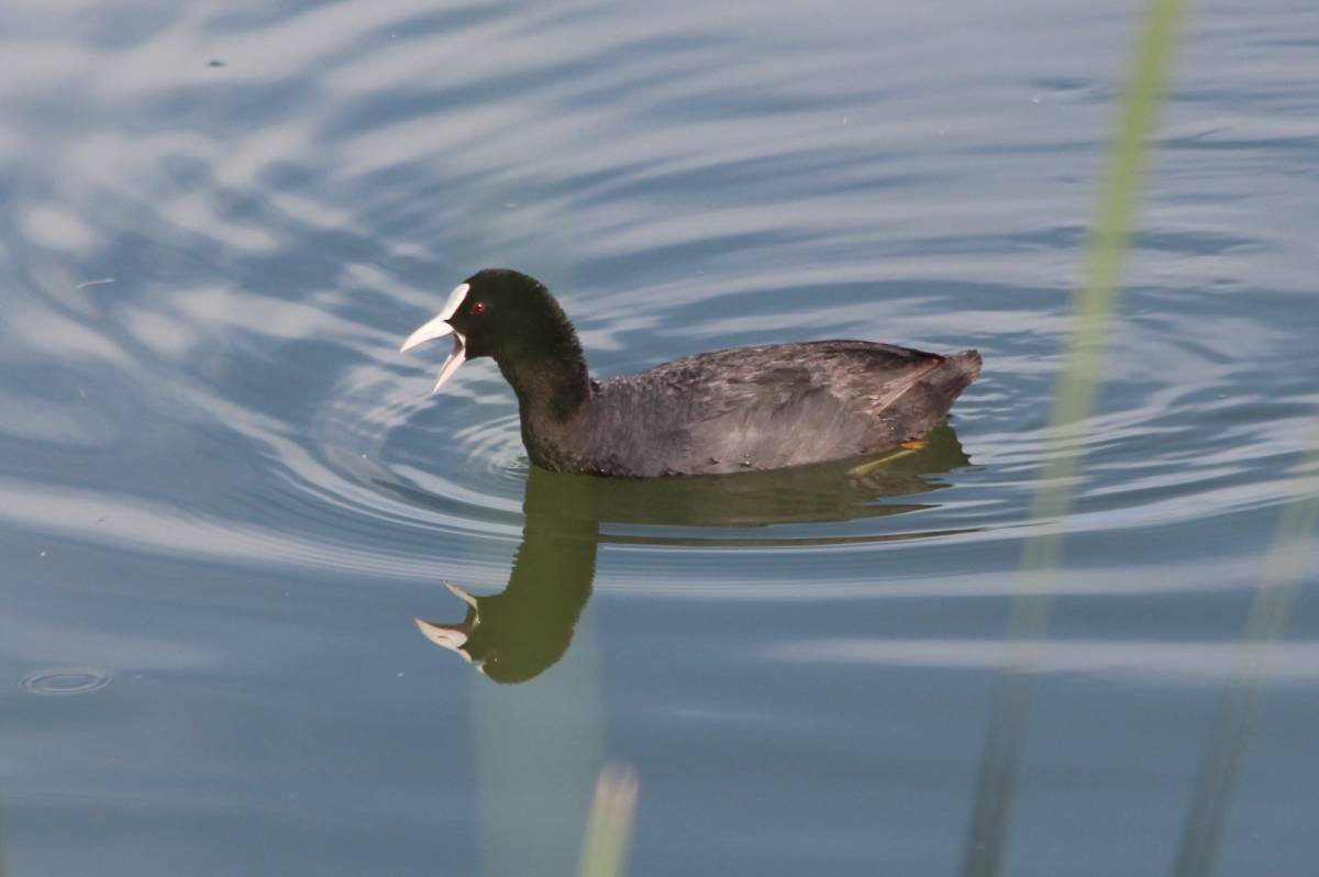 Лысуха в Киргизии