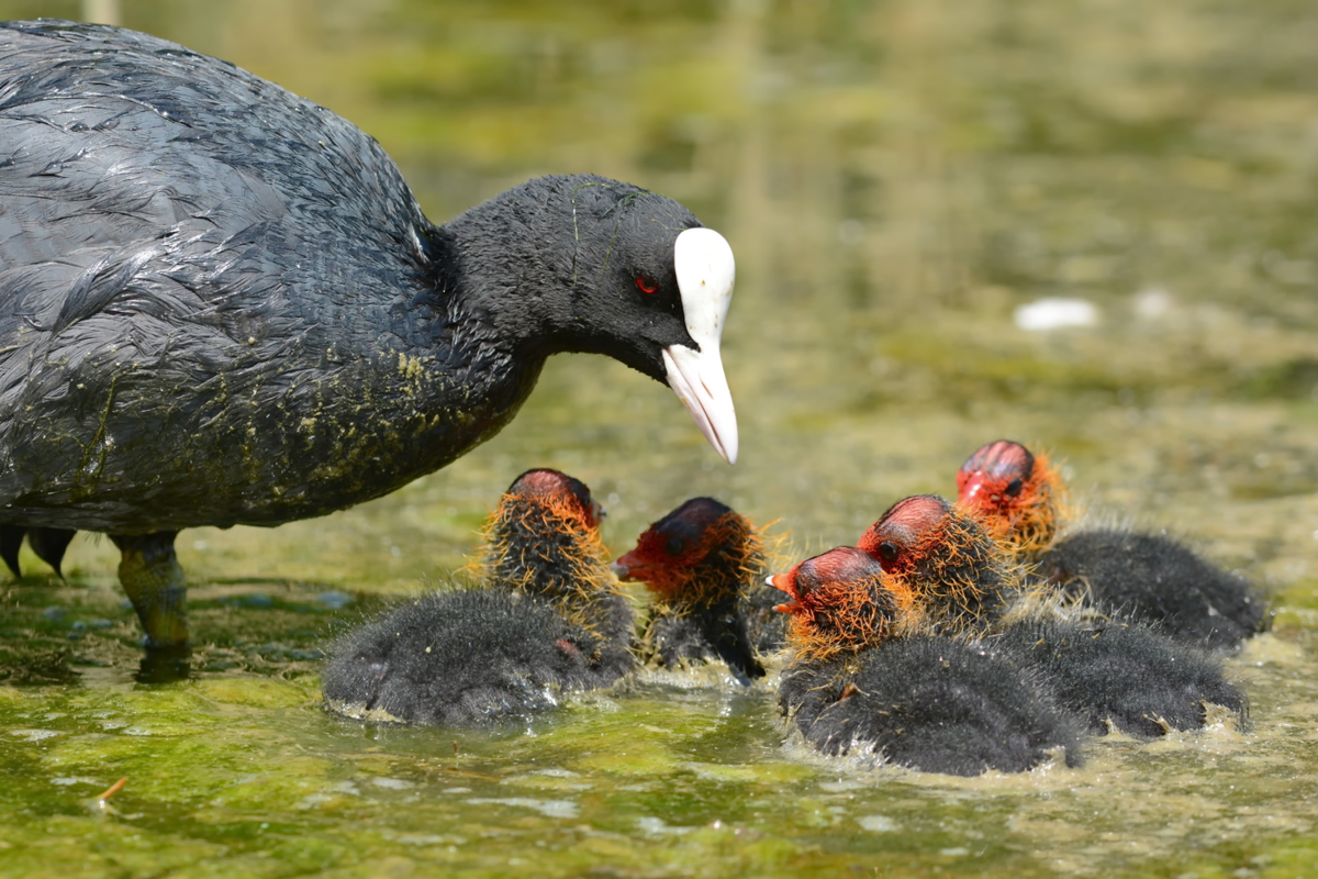 Лысуха Евразийская