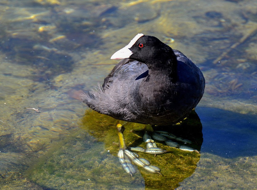 Качкалдак туркменский