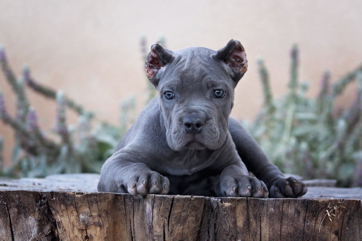 Американский питбуль серый