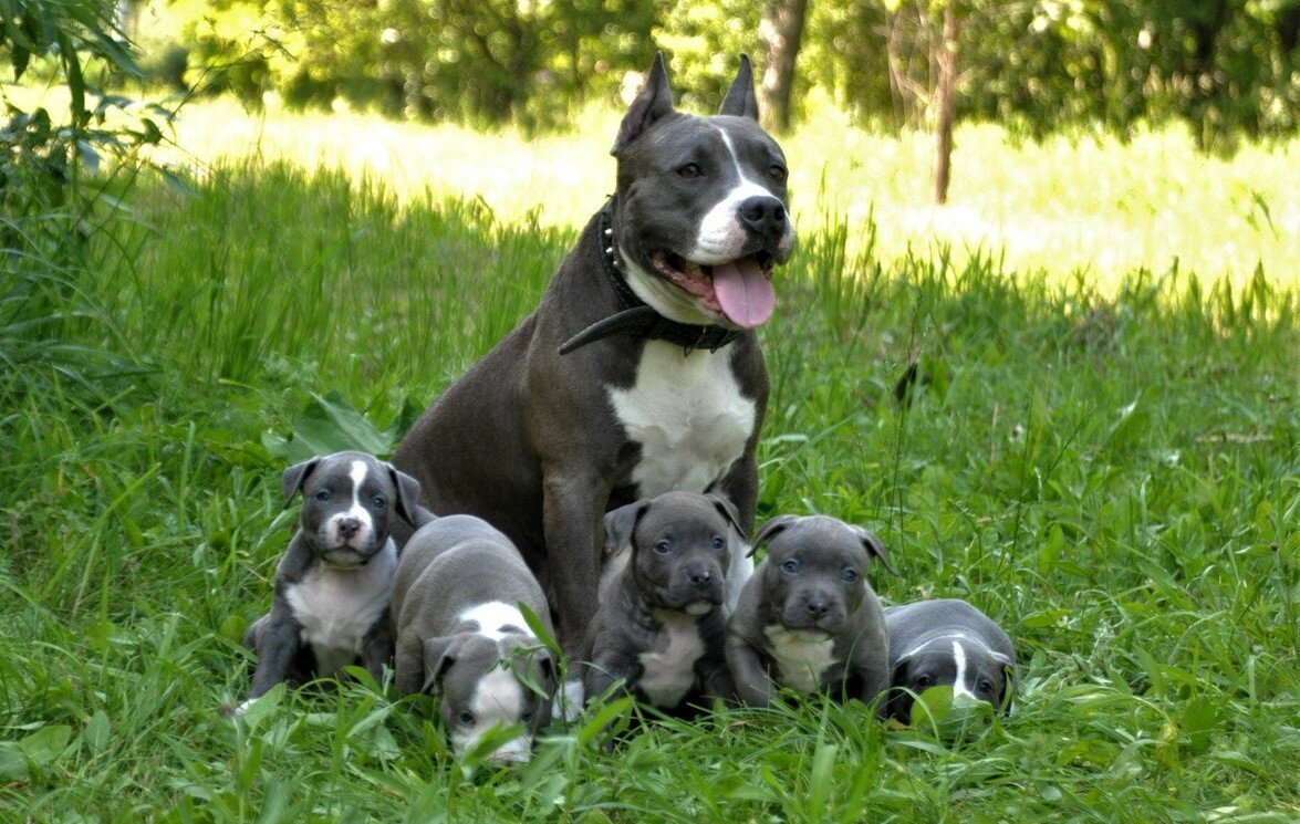 Питбуль полностью