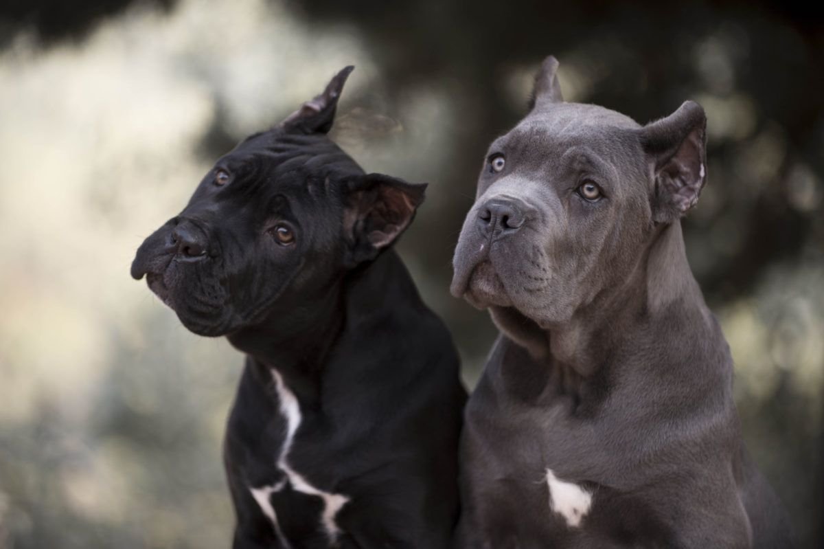 Кане Корсо и питбуль