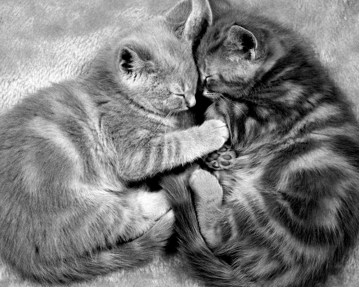 Два котенка