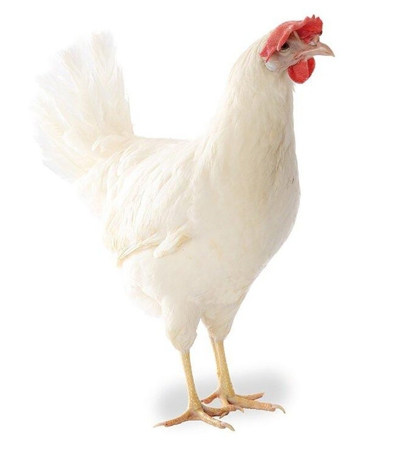 Белая курица фото