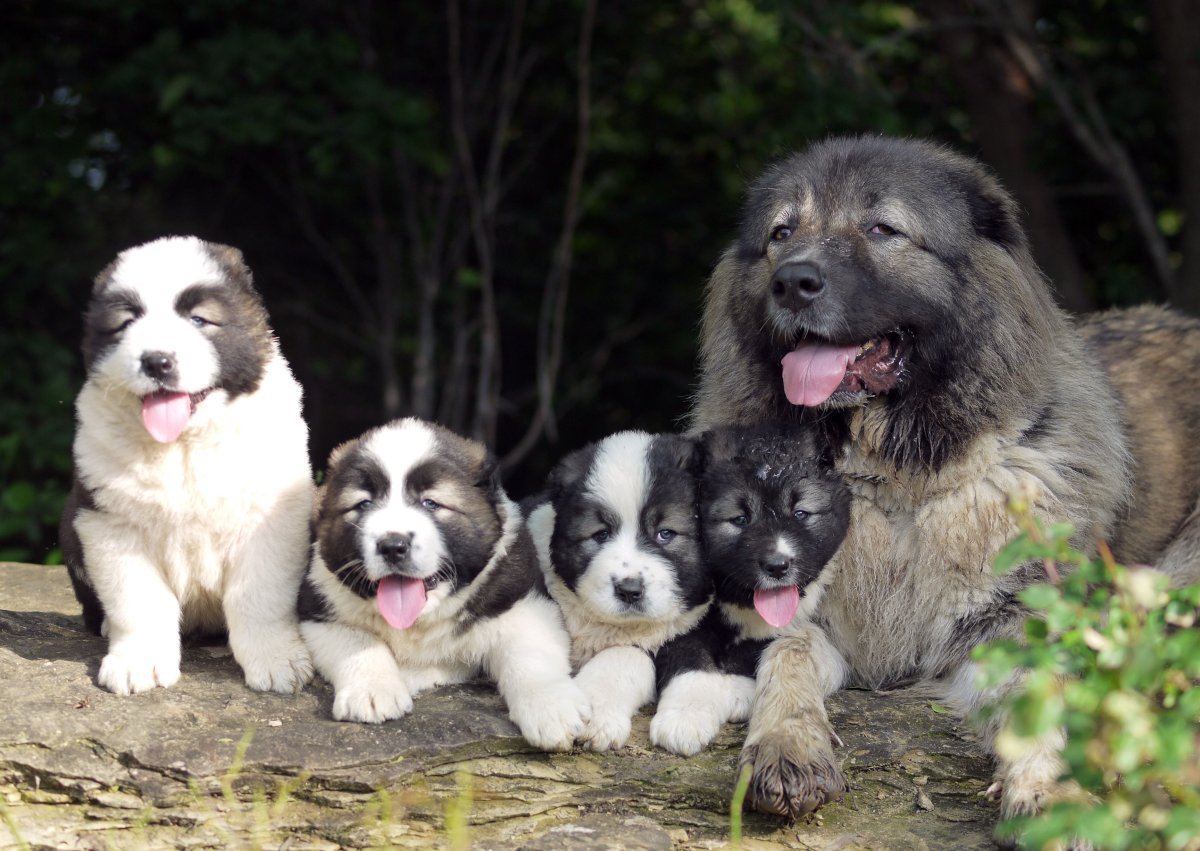 Каракачанская овчарка Баффи