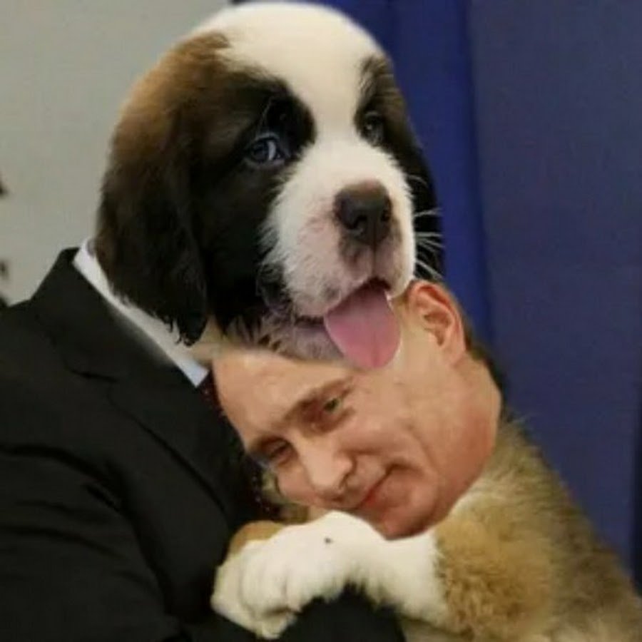 Бордер колли зима щенок