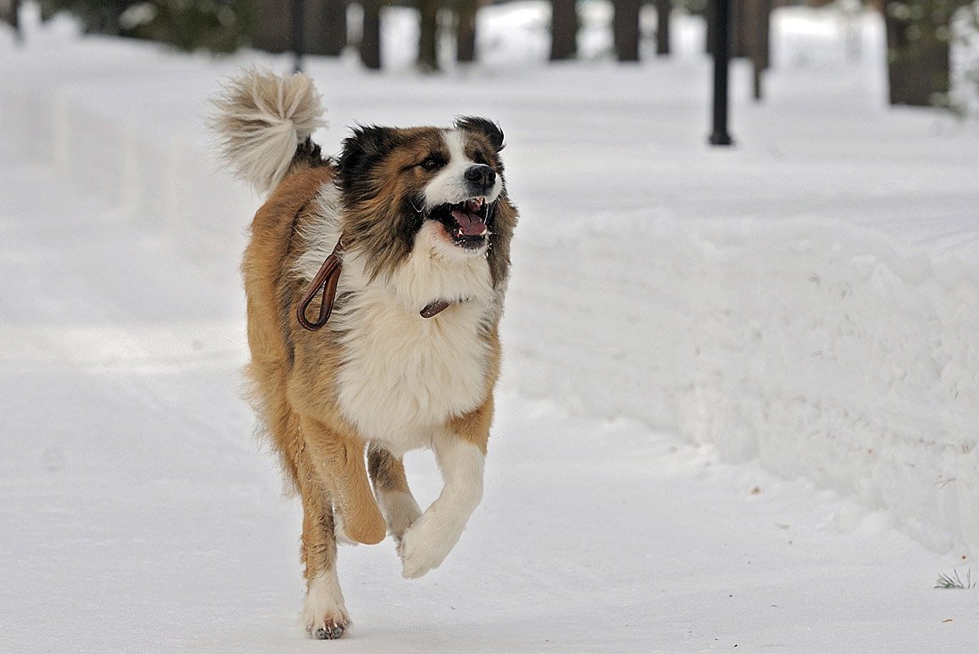 Милые щенки аусси