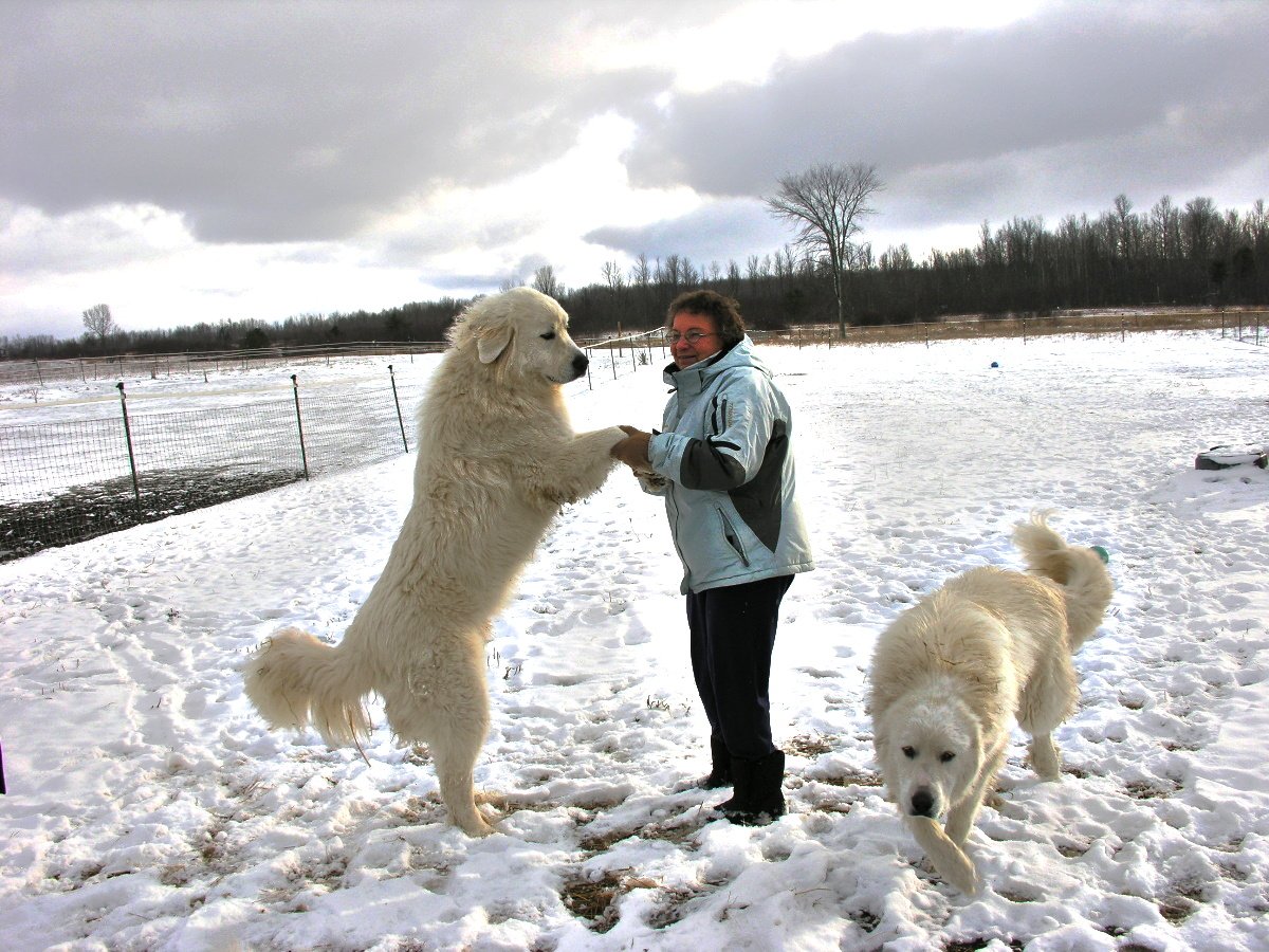 Ландсир собака