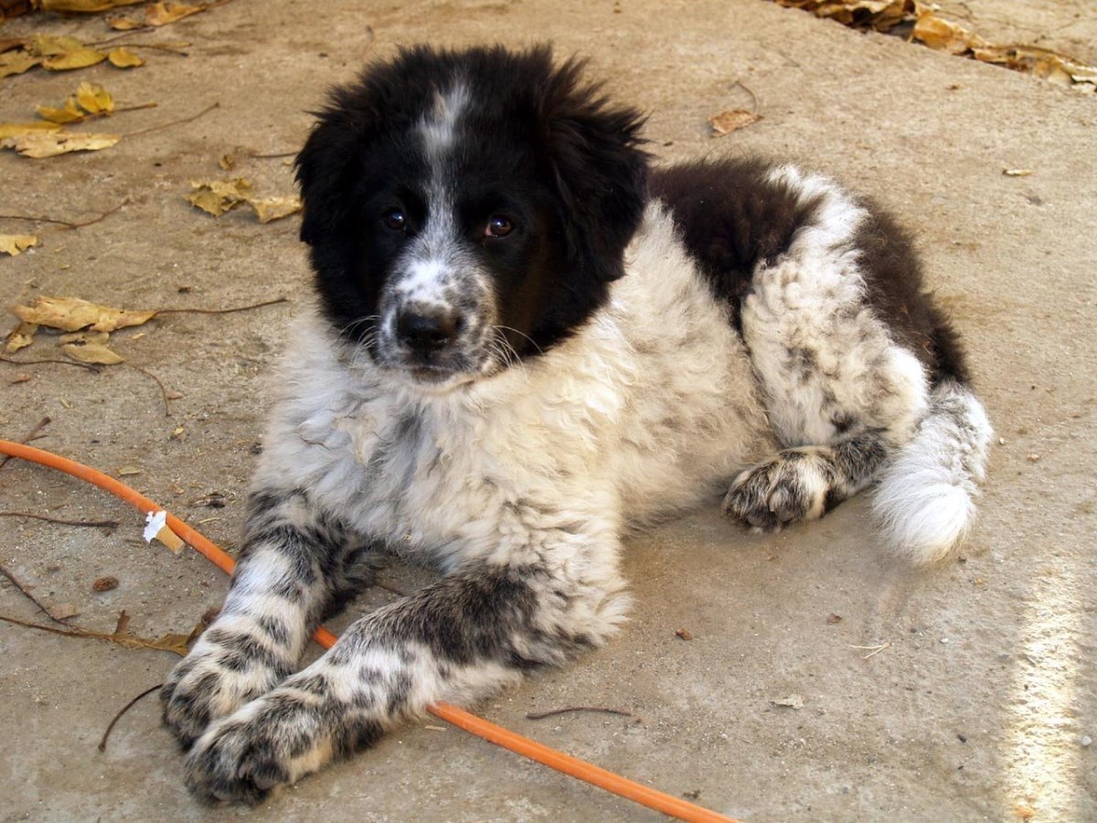 Каракачанская овчарка Баффи