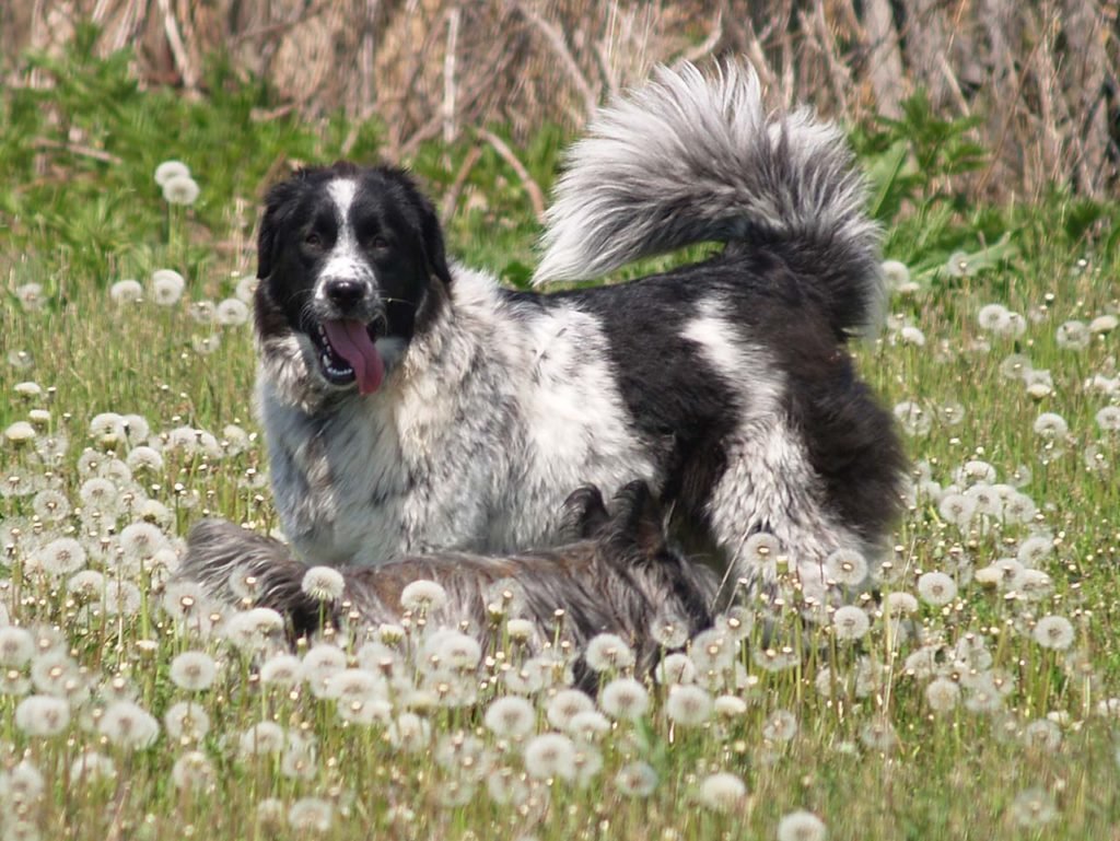 Кавказская Чабанская овчарка