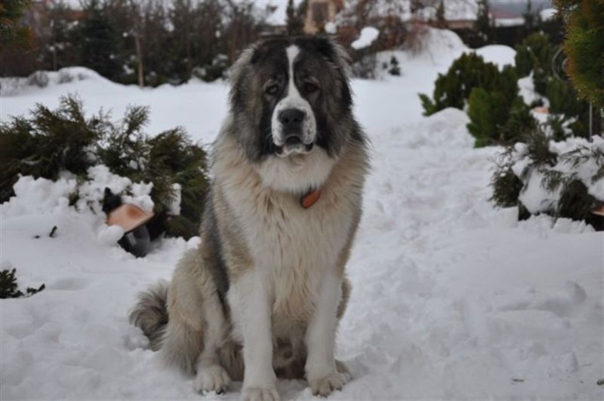 Алабай Путин Владимир Владимирович
