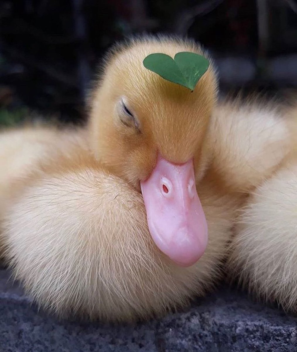 Маленькие уточки