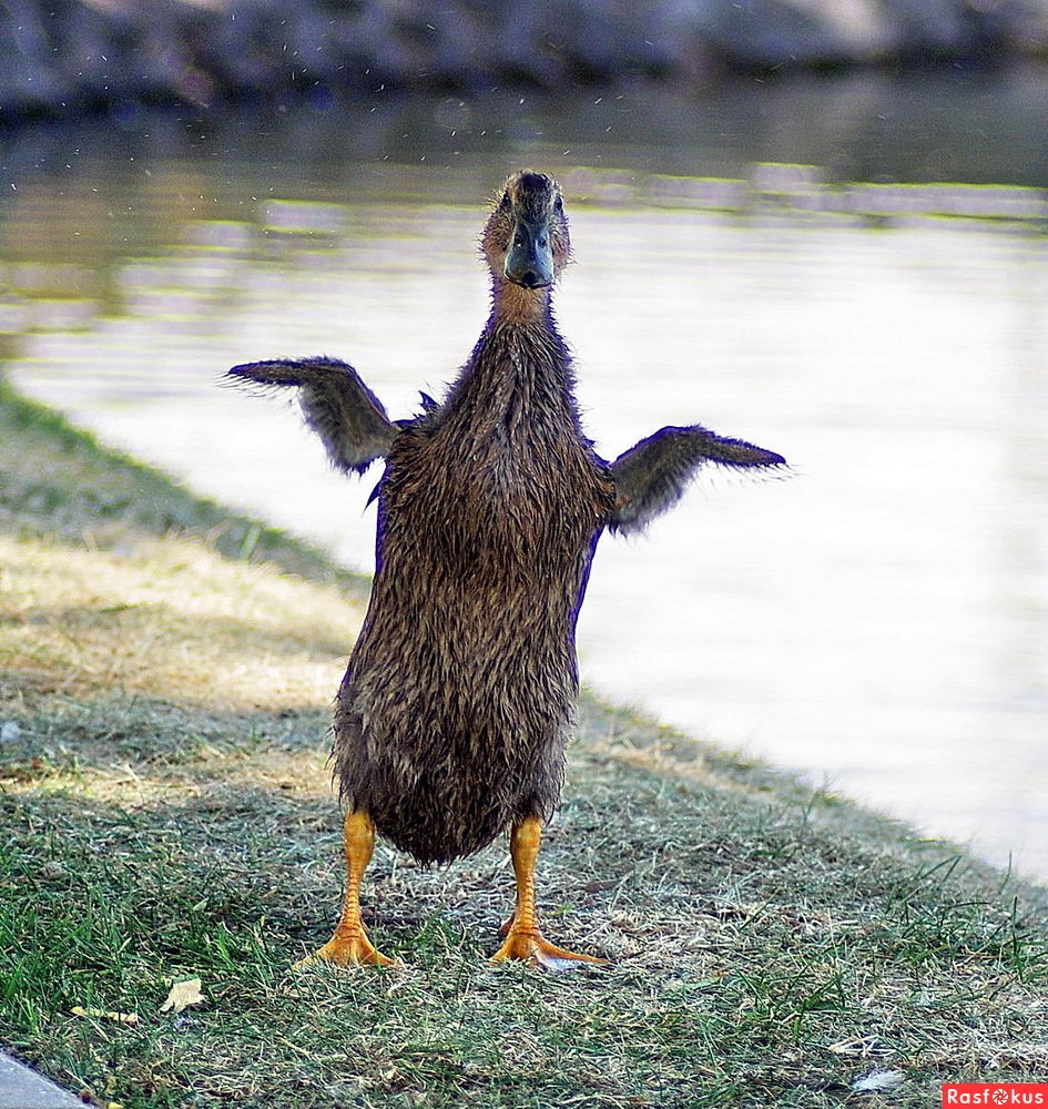 Веселая утка