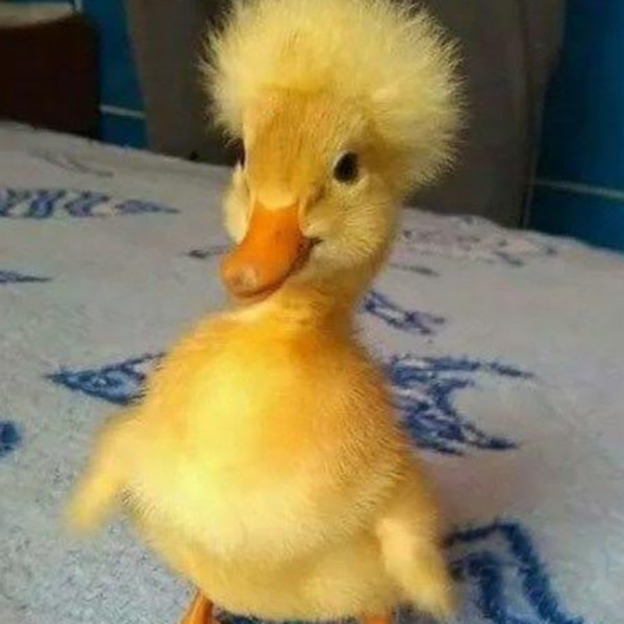 Уточка в ванной