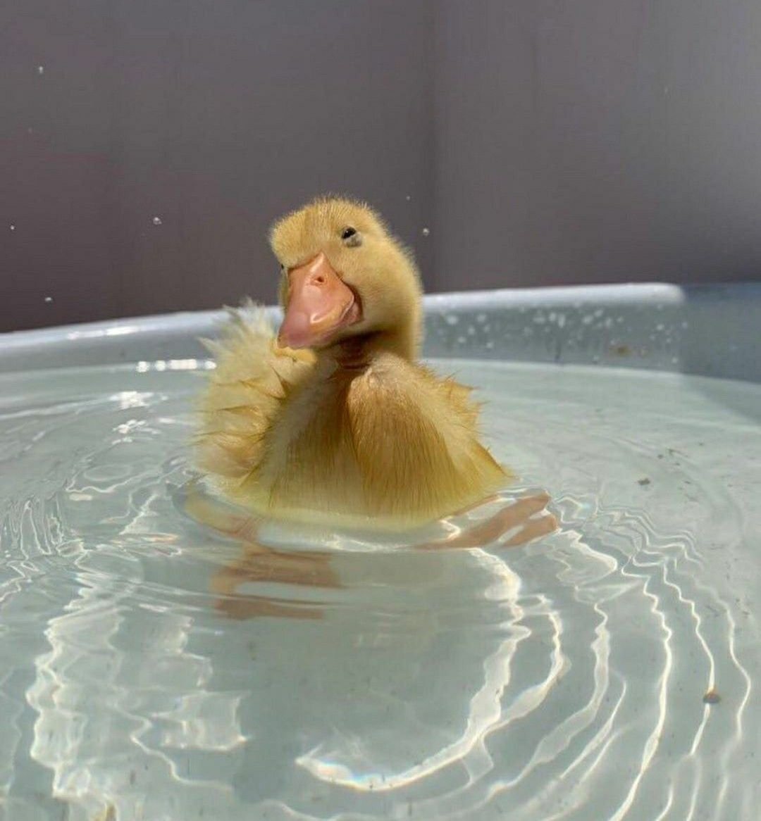 Уточка Живая