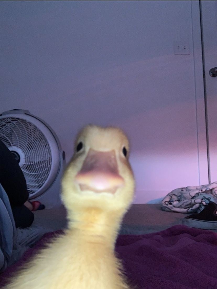 Кряква строение клюва