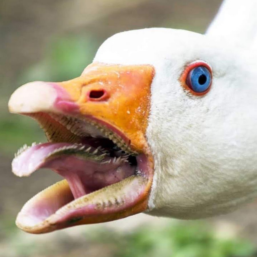 Страшный Кусь