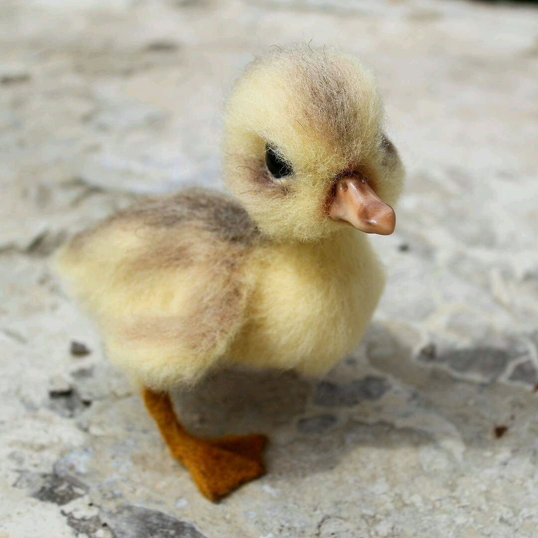 Лапки утенка