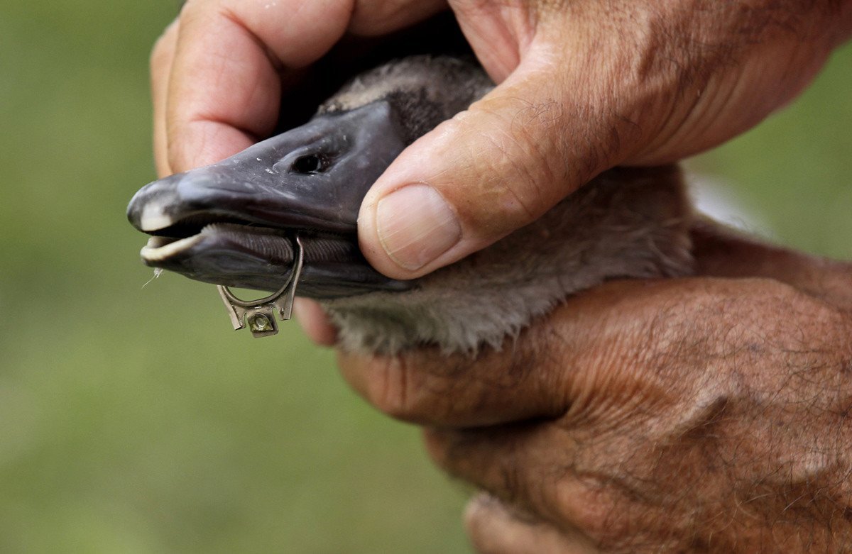 Утконос животное