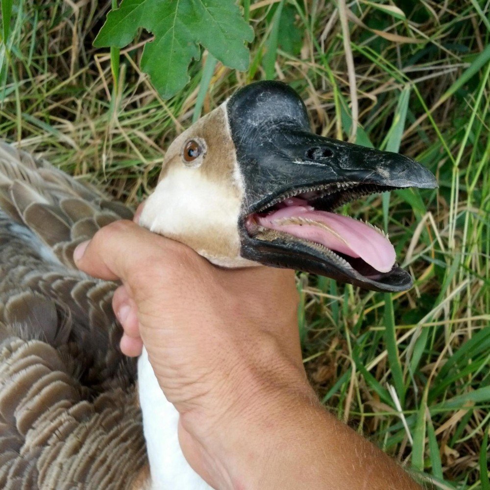 Гуся за шею