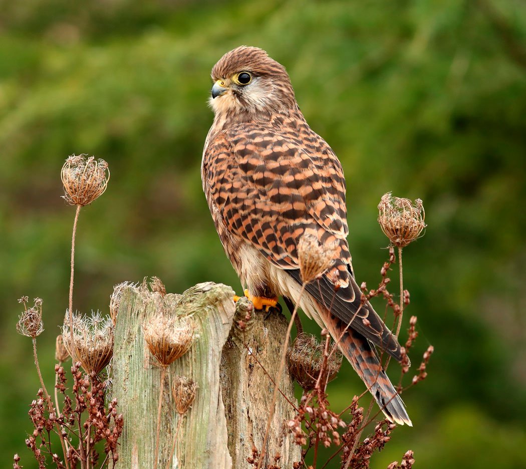 Пустельга Марвел