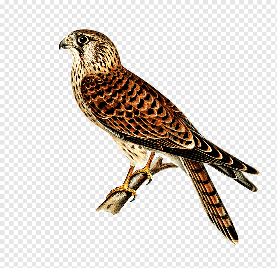 Крымская пустельга Степная