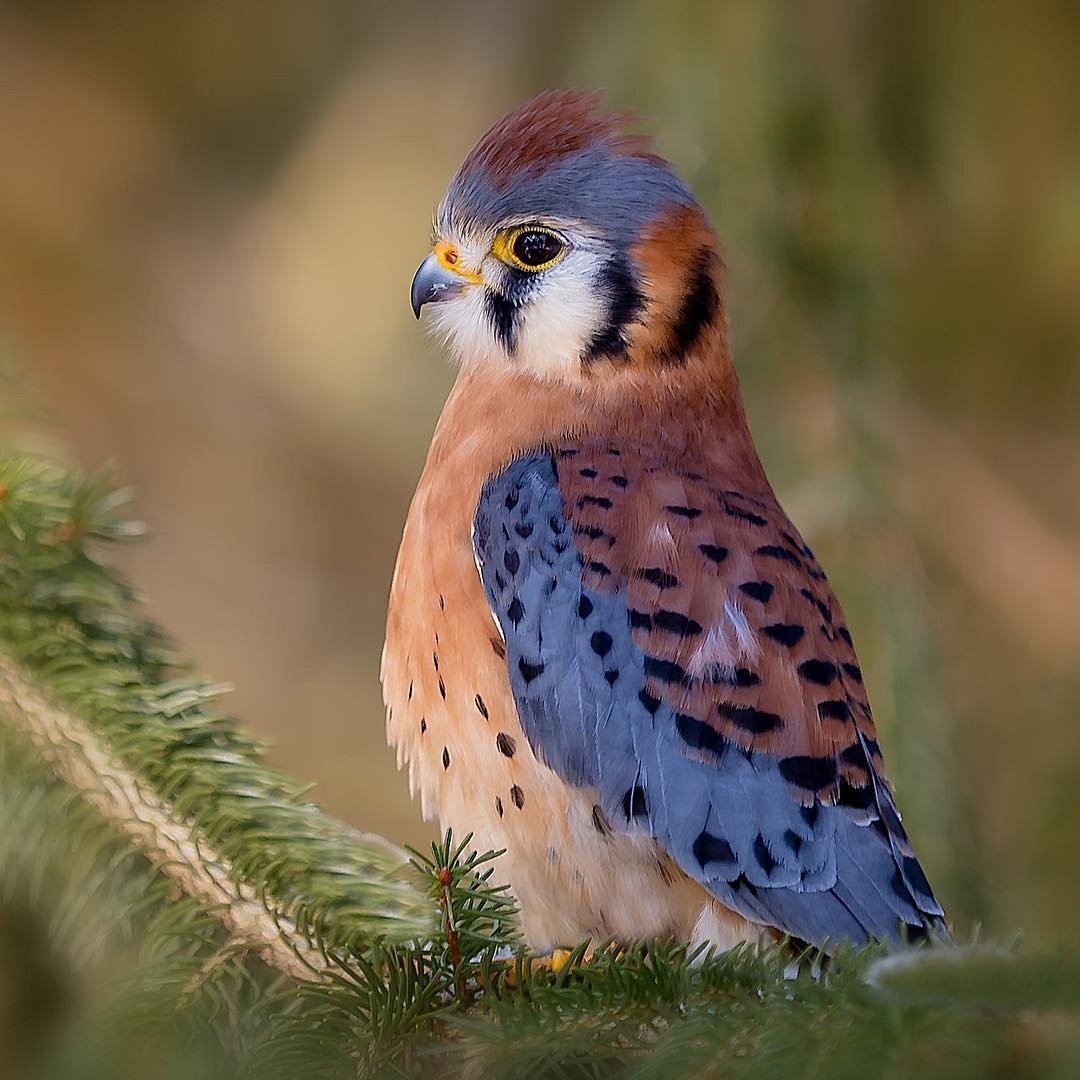 Чибис и пустельга Главная мысль