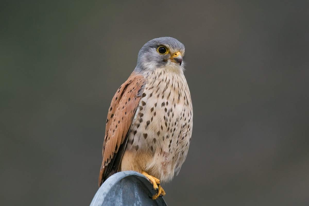 Пустельга на белом фоне