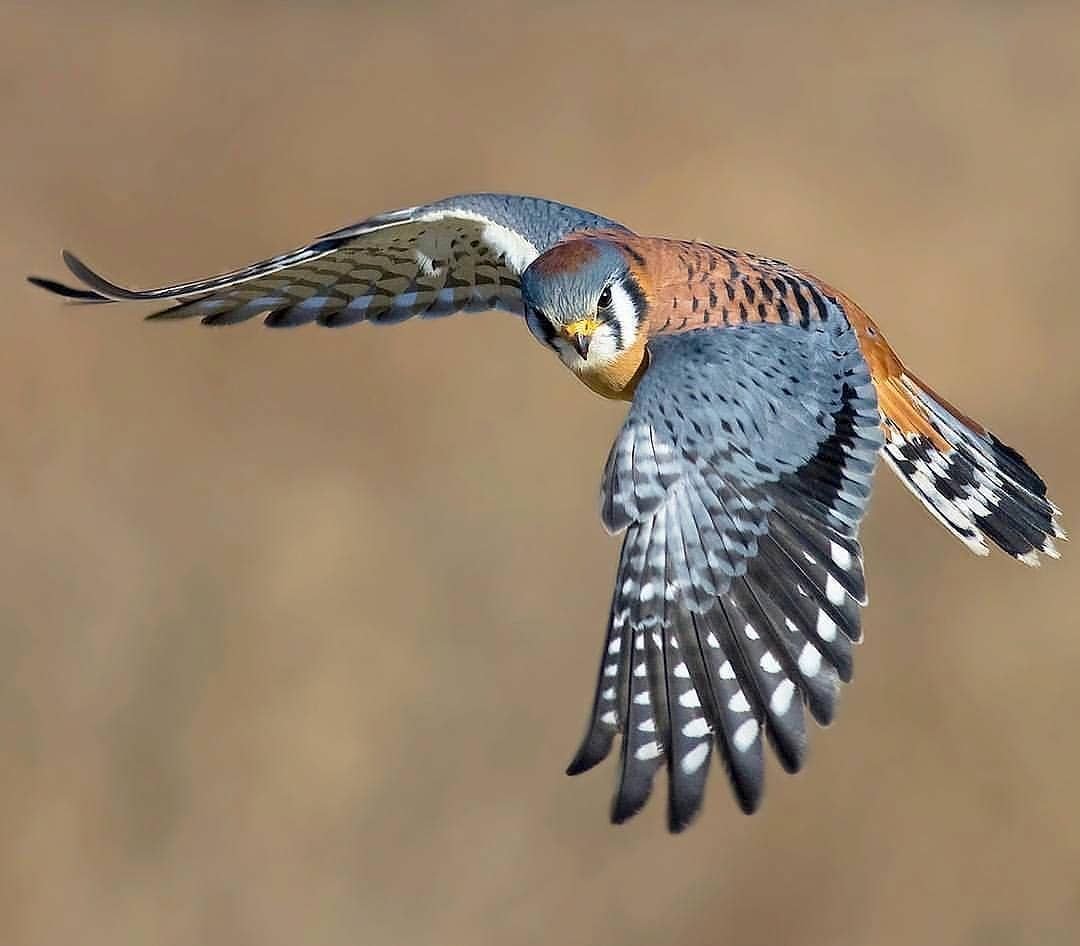 Ястреб пустельга Сокол пустельга