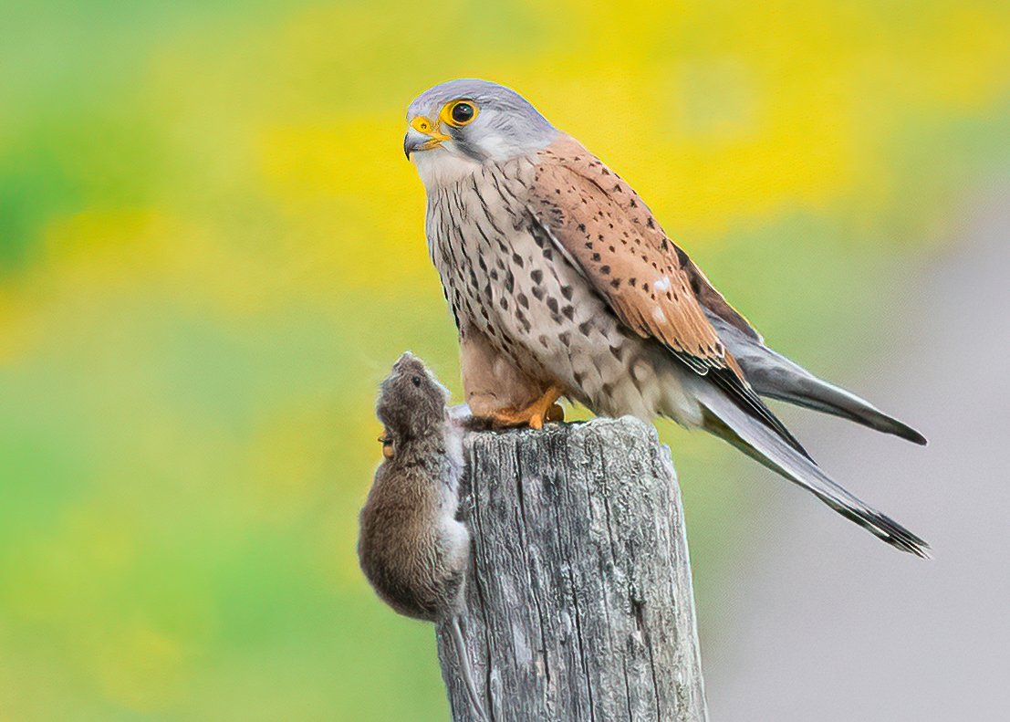 Лисья пустельга