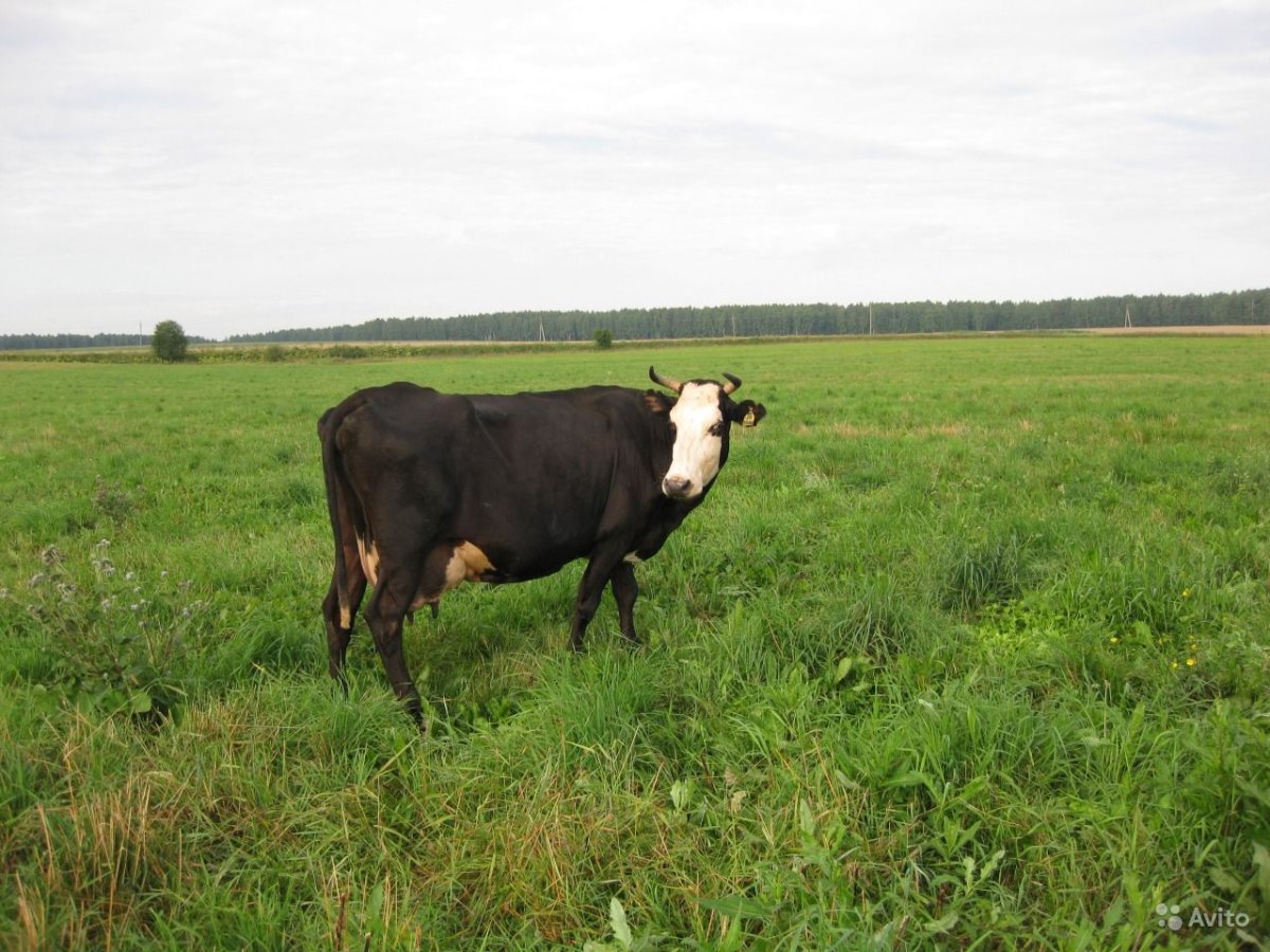 Ярославская порода коров