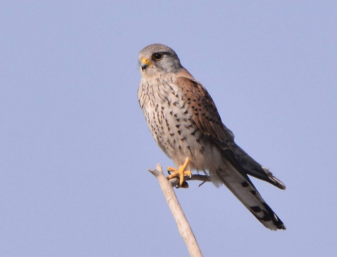 Климатор пустельга