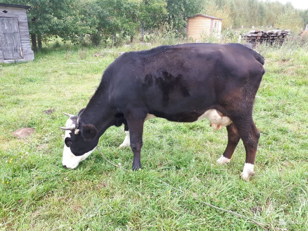 Ярославская порода коров