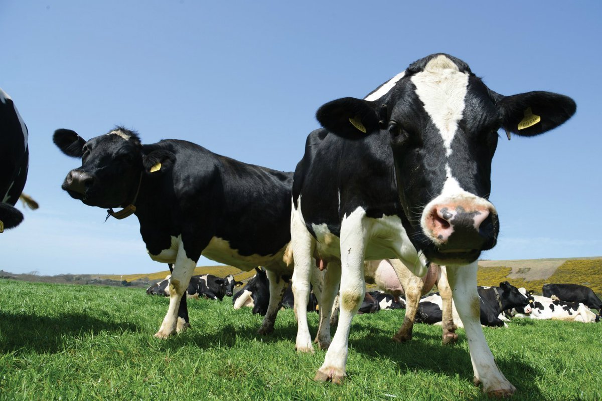 Злая корова