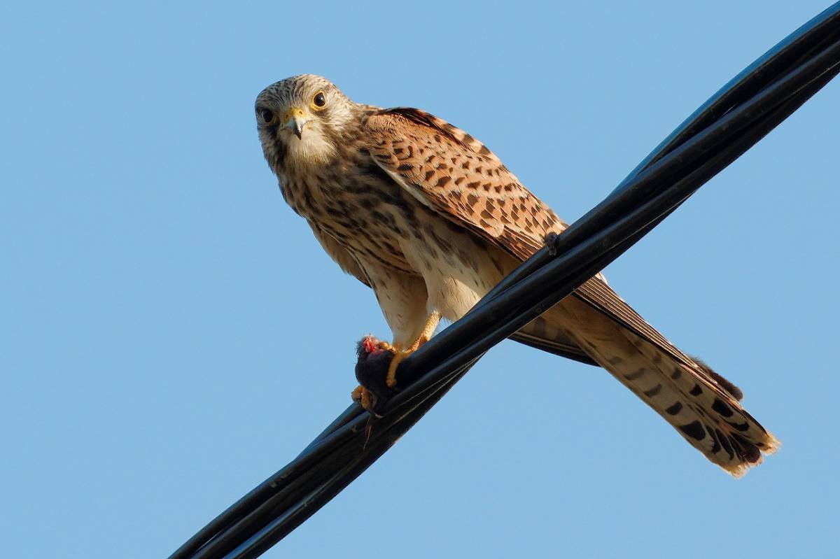 Пустельга Марвел