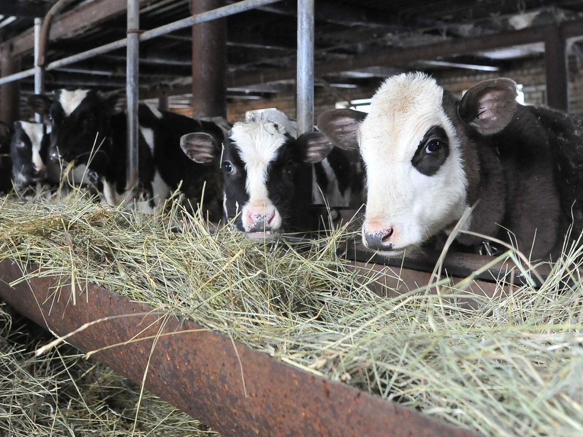 Коровы Молодняк