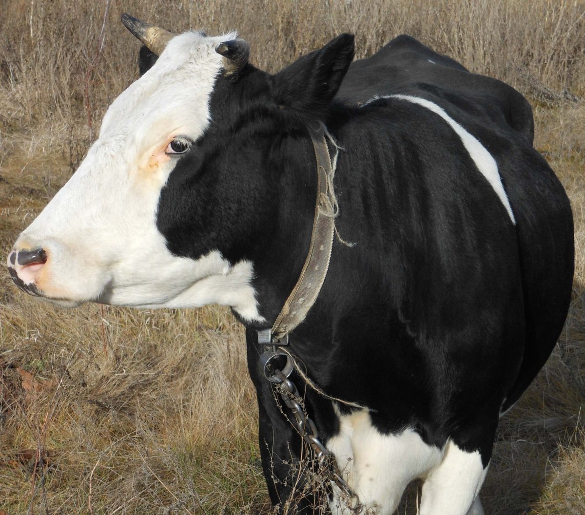 Порода коровы Голштинская Ярославская