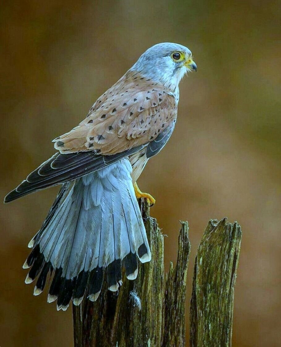 Молуккская пустельга